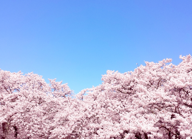 桜 満開 予想