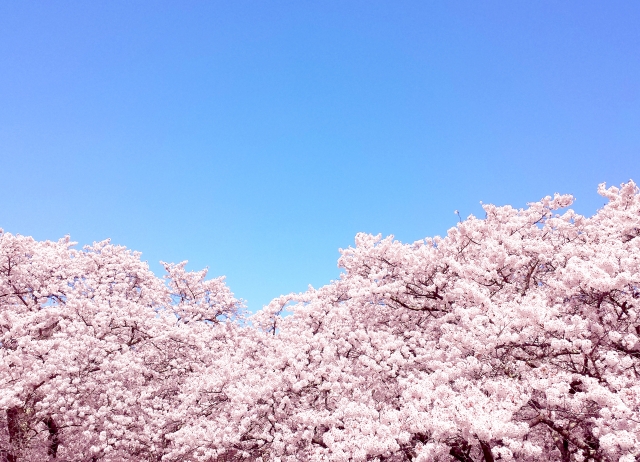 時期 桜 開花